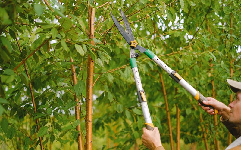 Tree trimming in Huntsville, MO